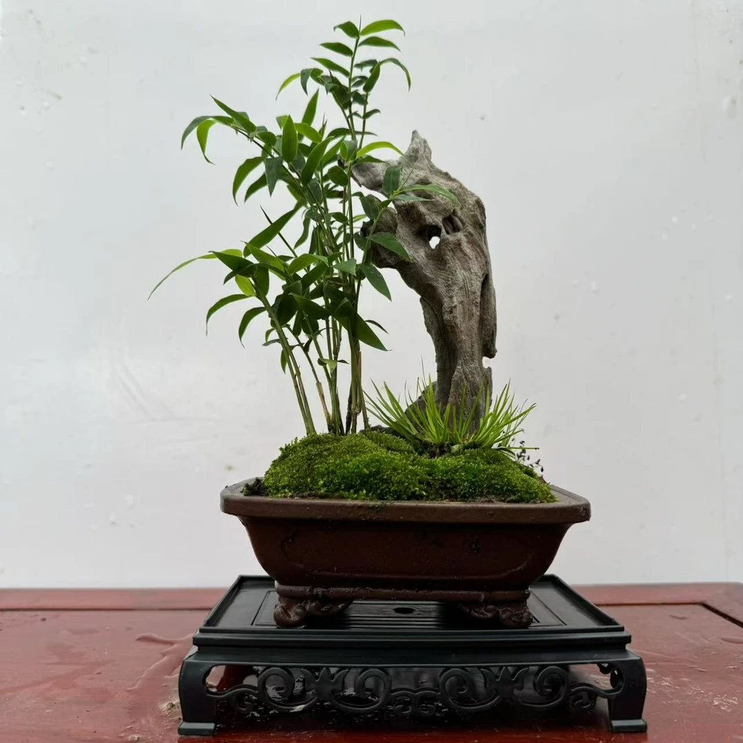Z13#紫砂盆附木翡翠观音竹盆景