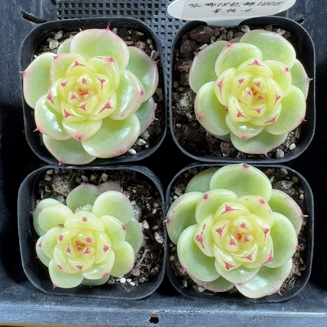 1205-06-宝拉珍妮一颗量拍