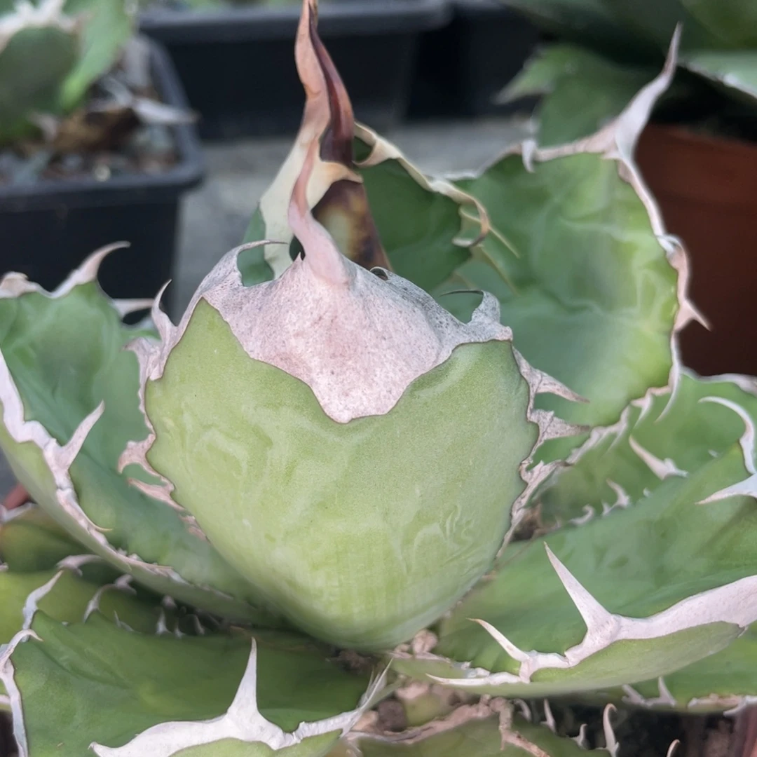 野二1200000000000000000000