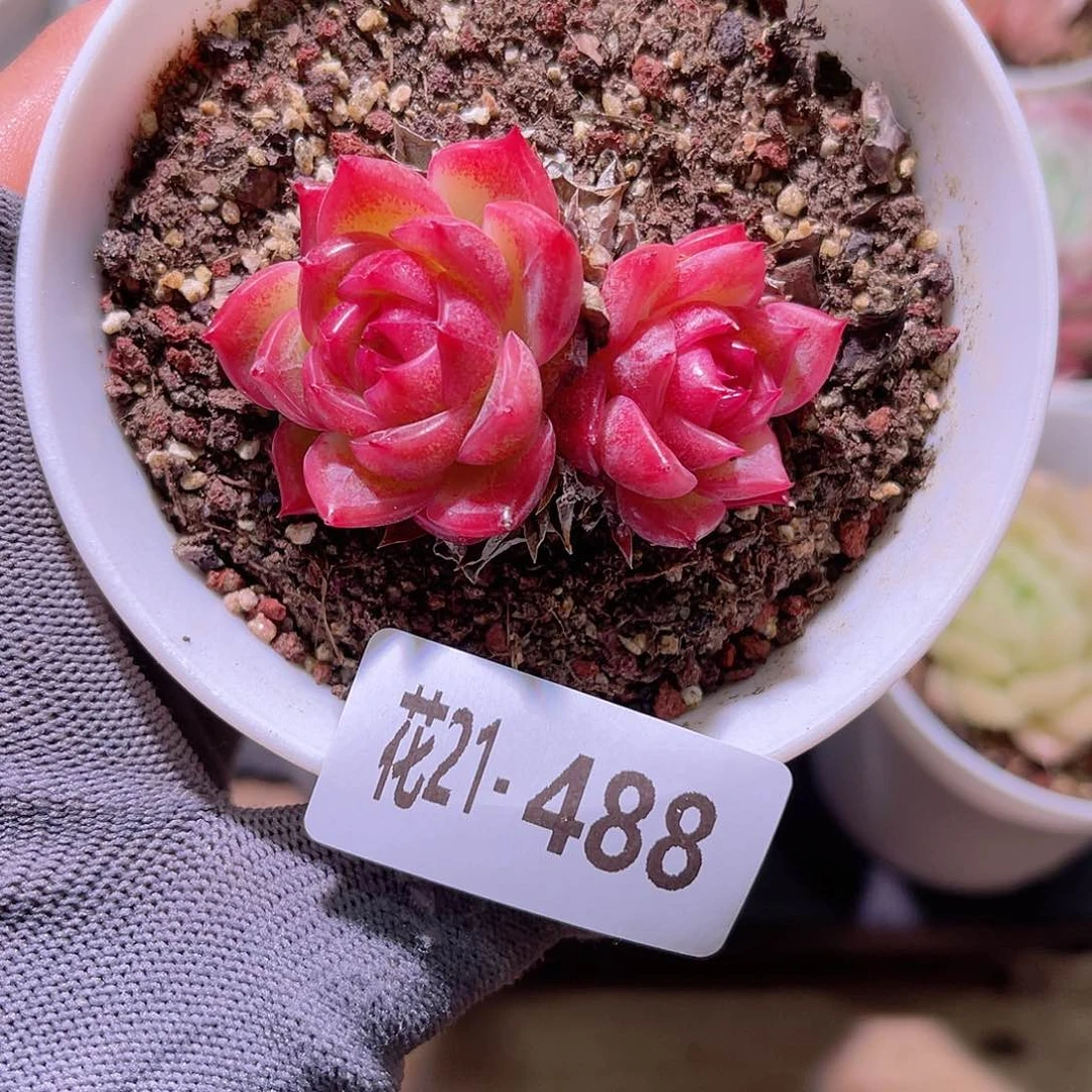 花21-488新品双头