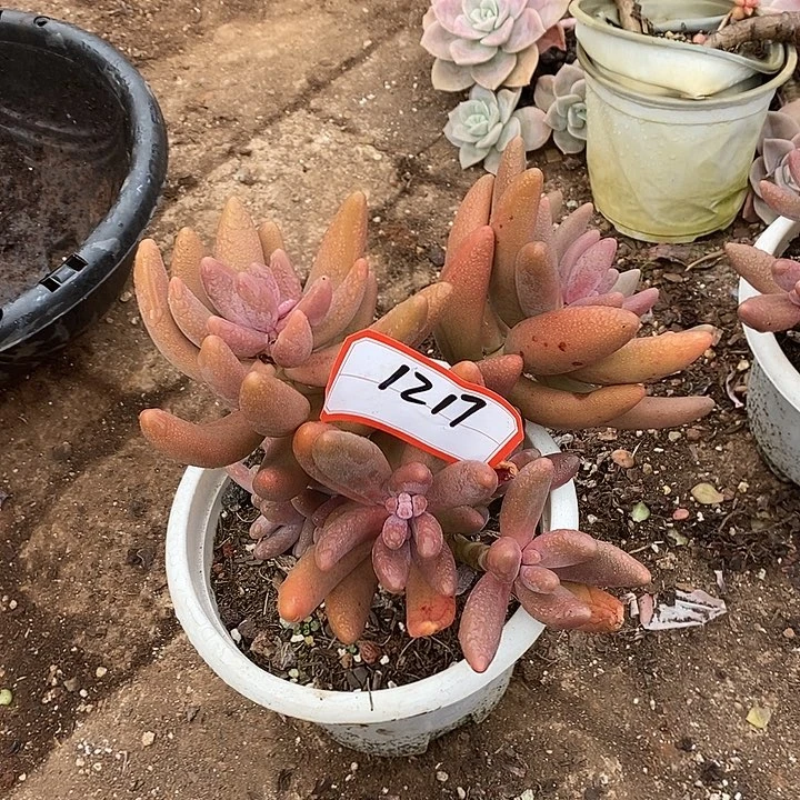 小***七2025-1217红手指 CC多肉