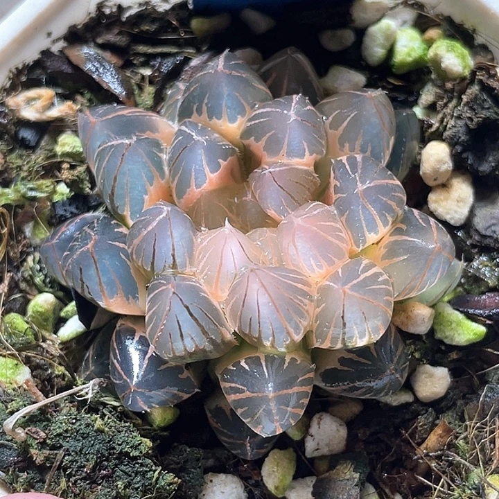 505糊斑霓虹灯亚母本级别