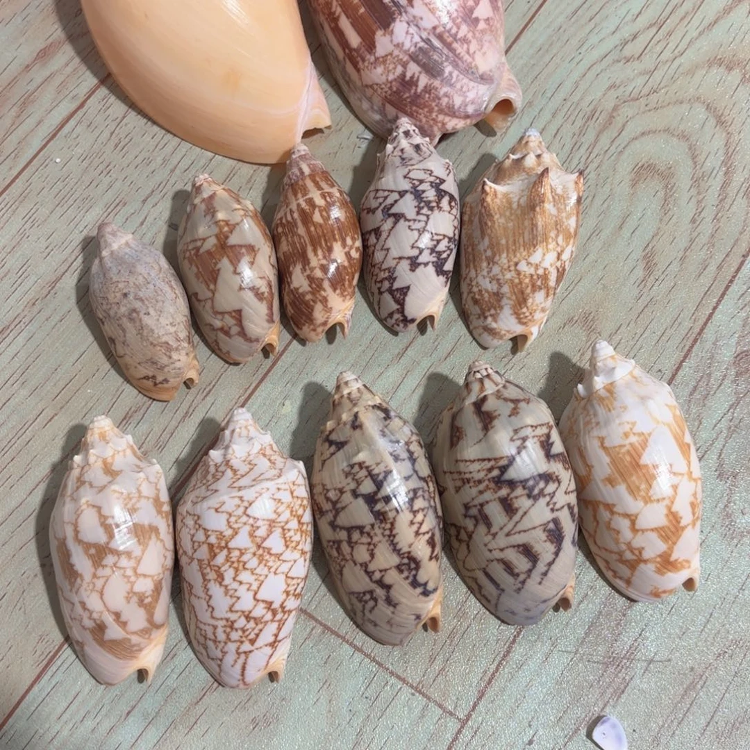 X***y天然海螺特价福利