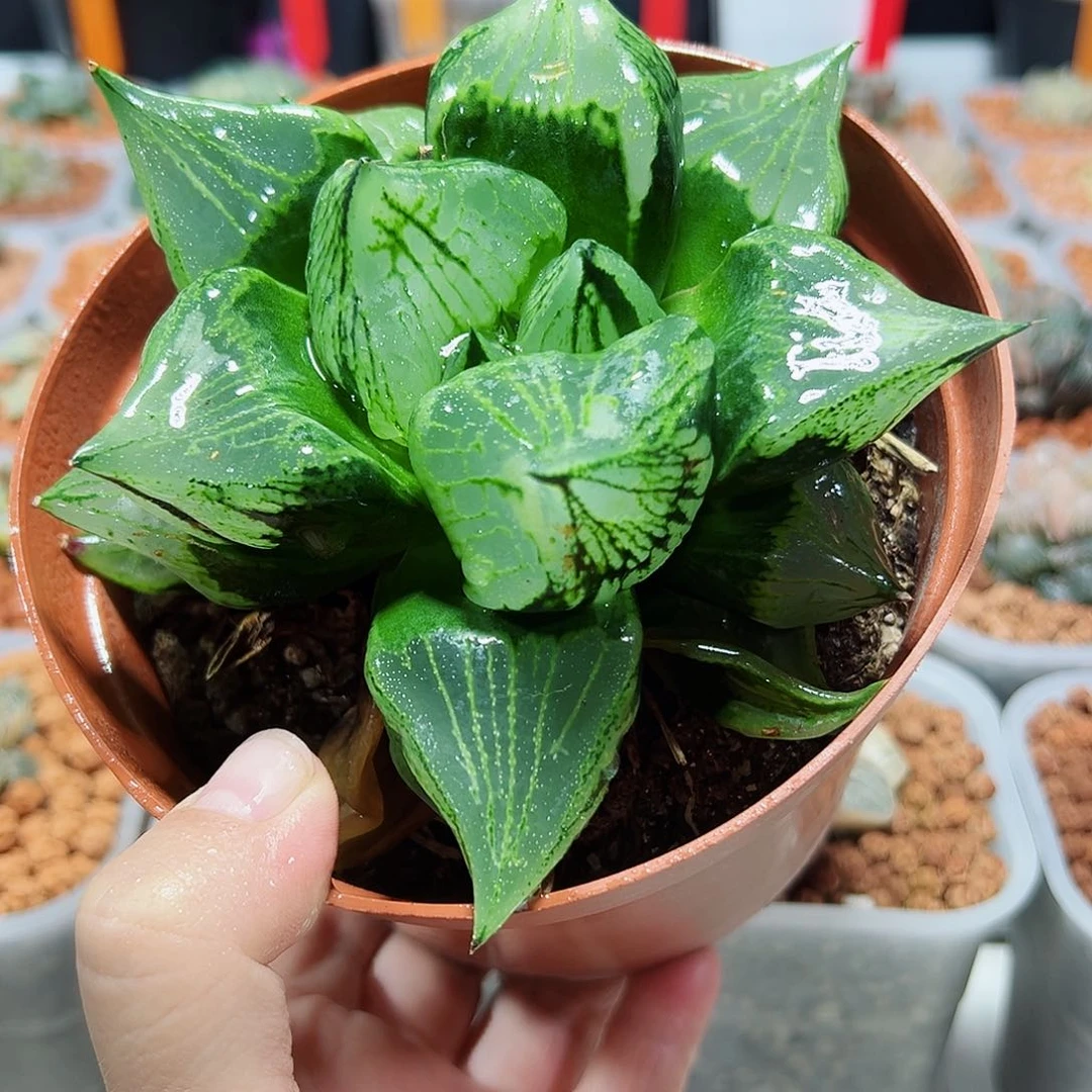 山****人十二卷多肉裹斑若