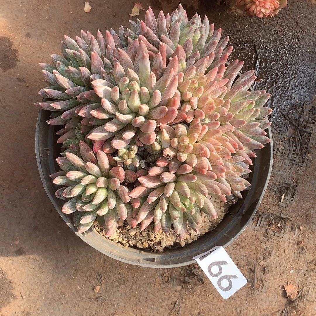 166 一物一拍多肉