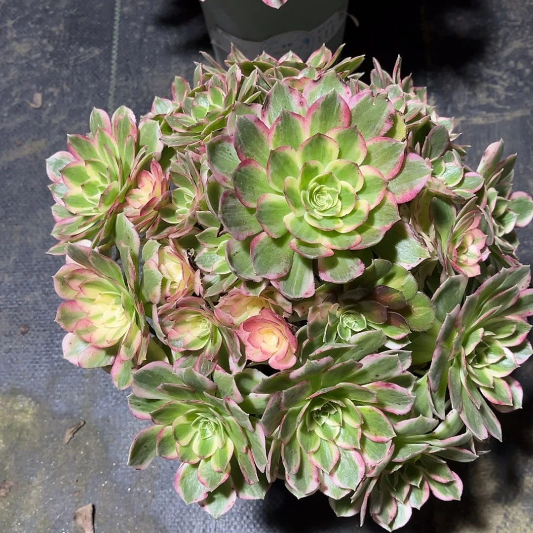 海仙法师多肉植物漂亮