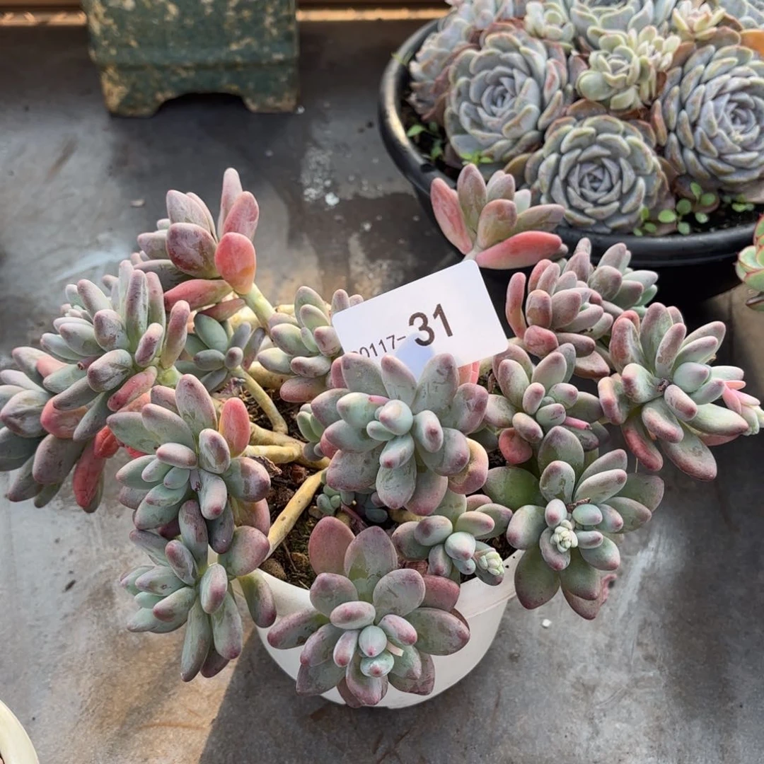 同温层多肉苹果奶31