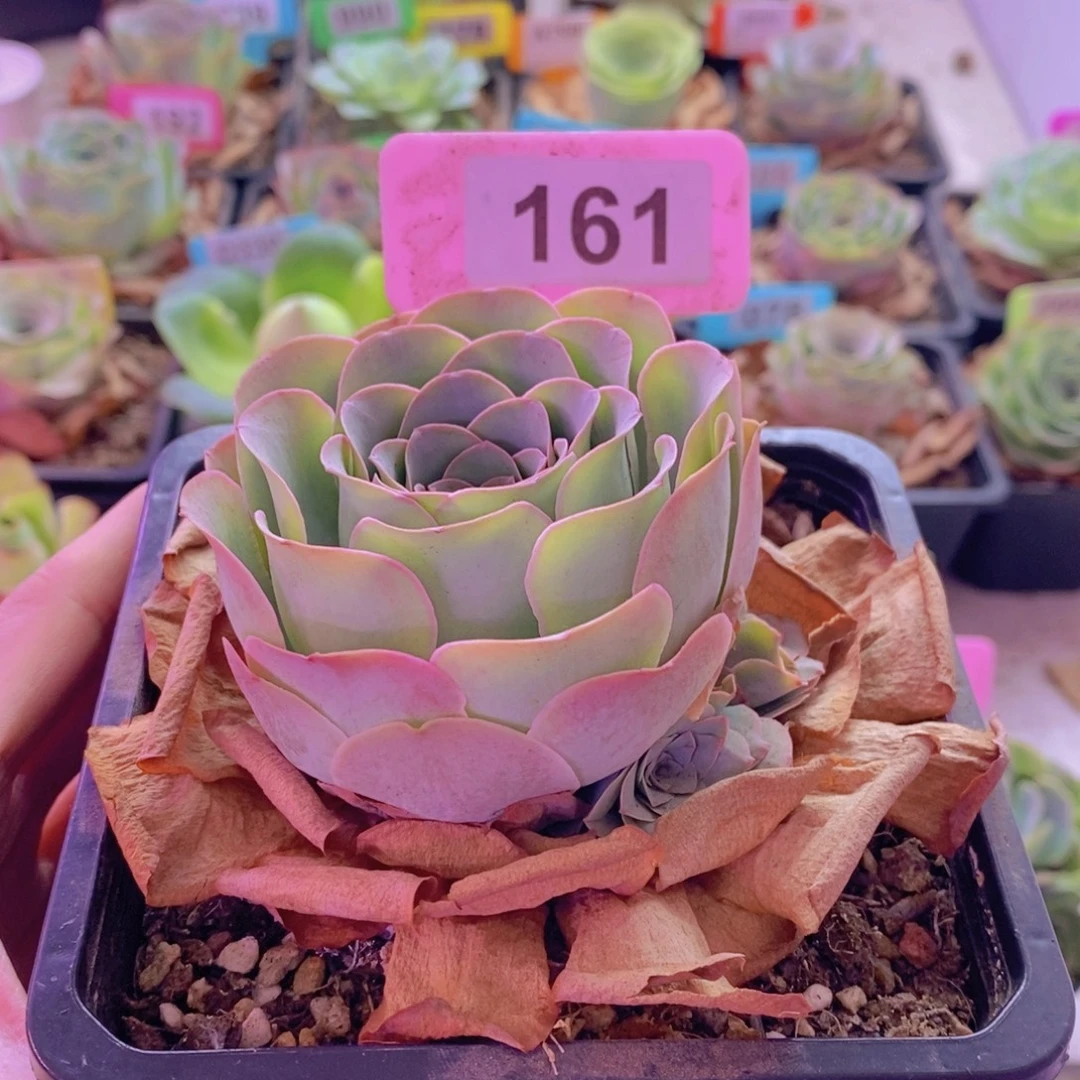 山地玫瑰一物一拍爱晚晴161