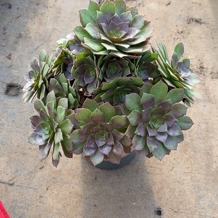 桃花石77多肉植物法师法师