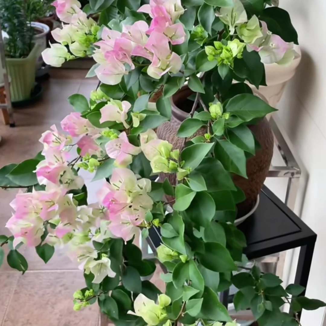 绿樱三角梅盆栽四季开花耐寒耐热适合庭院阳台客厅
