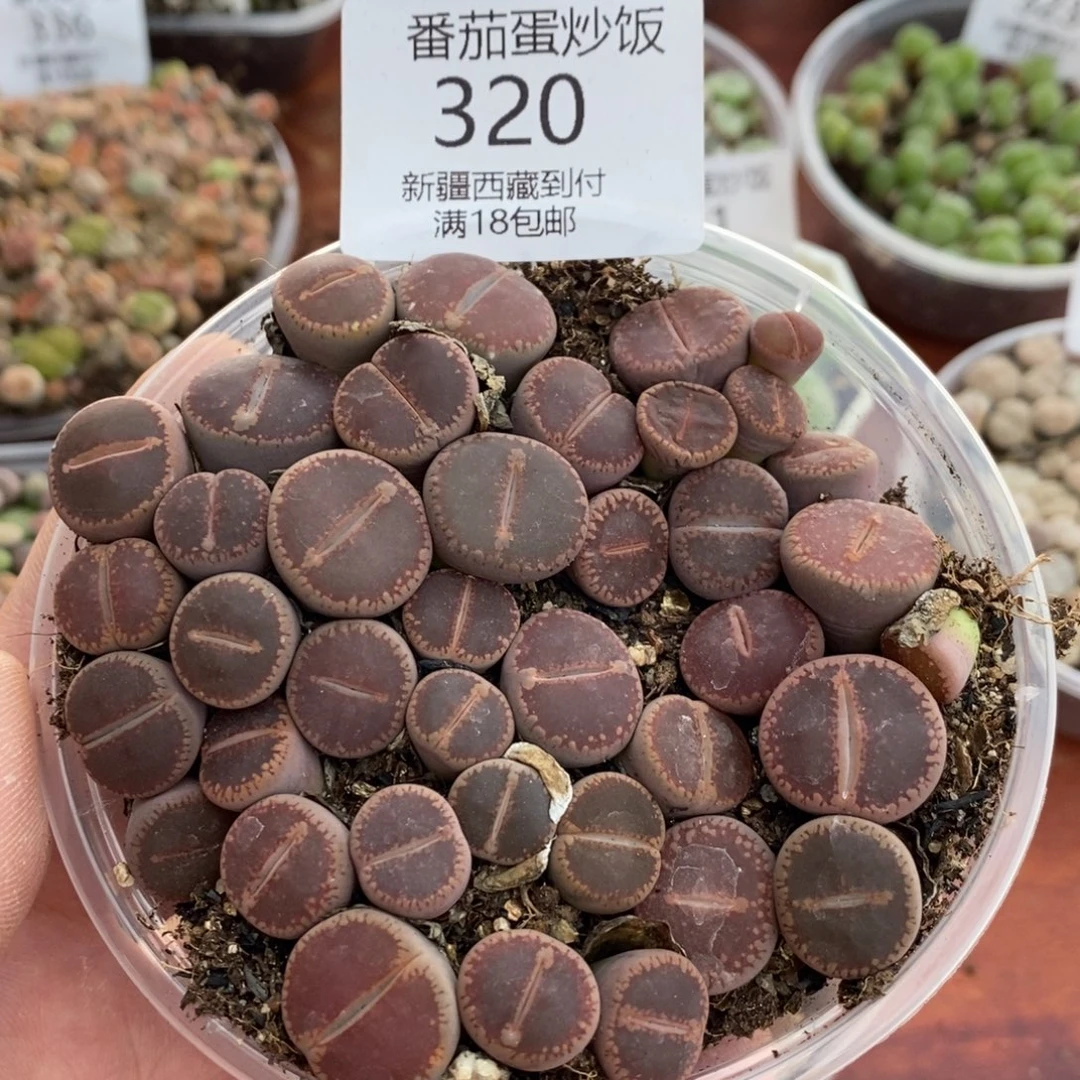 感谢您的支持，00320