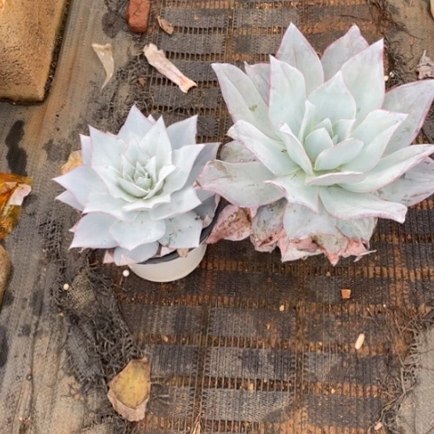 一***圈A31 号广寒宫 带赠品共 2 棵