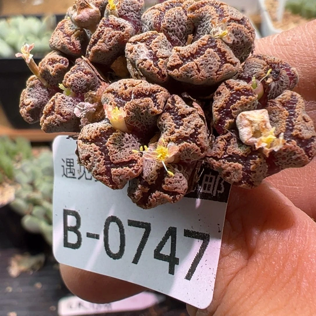 多肉植物11111111111