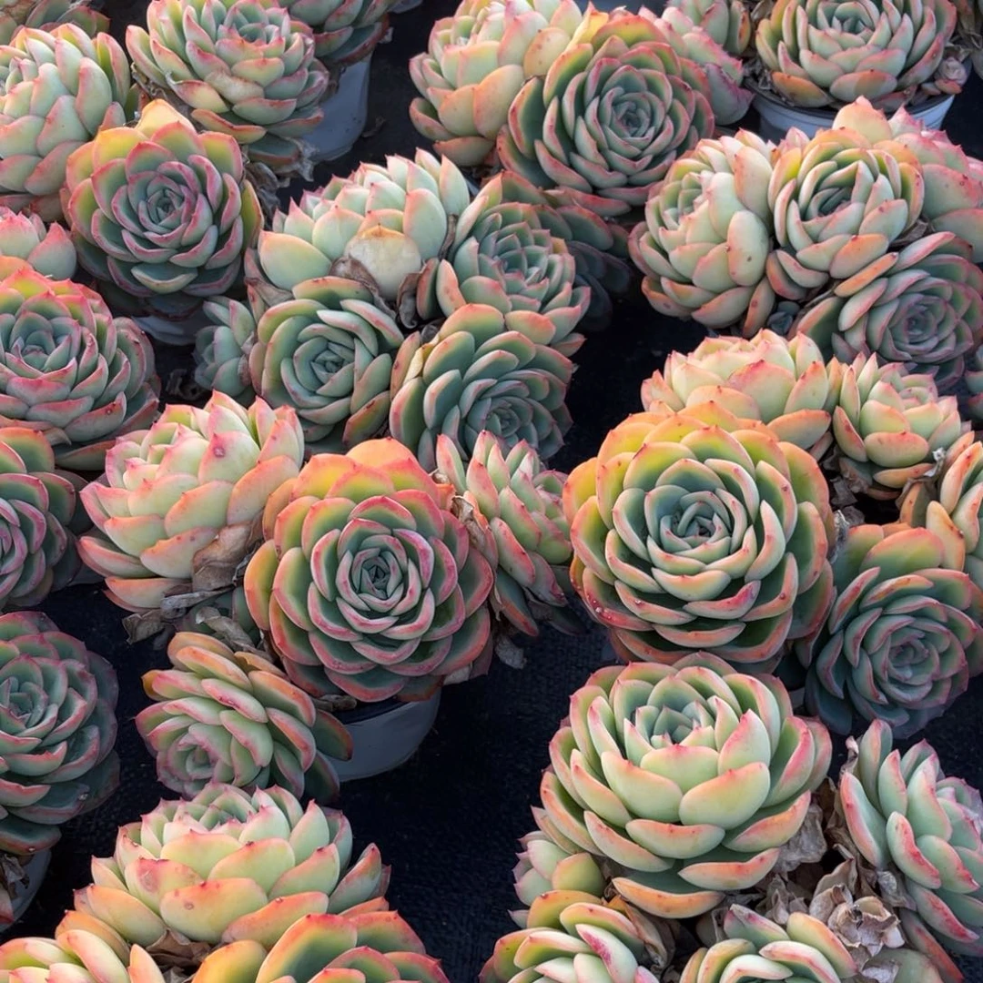 云舍多肉新年福利-晨露120