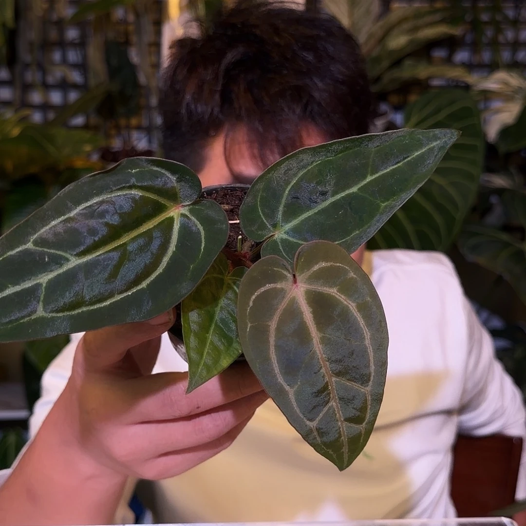 完全开放F232卡拉杂米歇尔