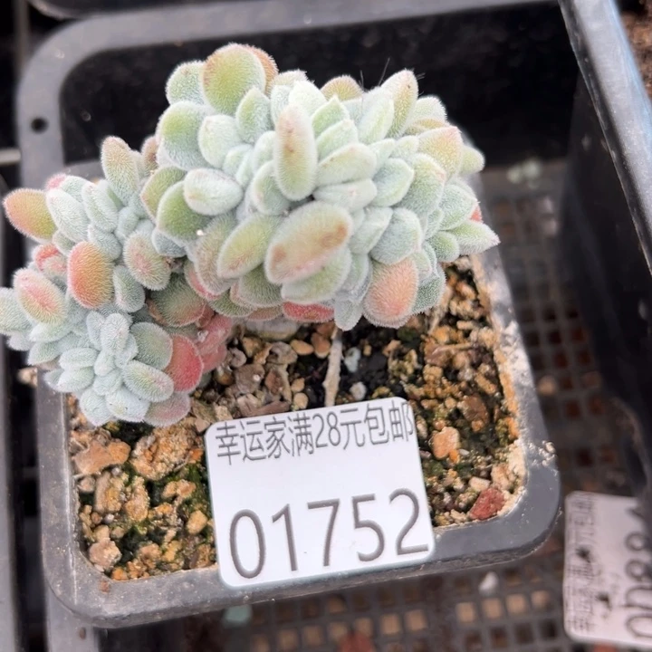 幸运的人会遇到你喜欢幸运