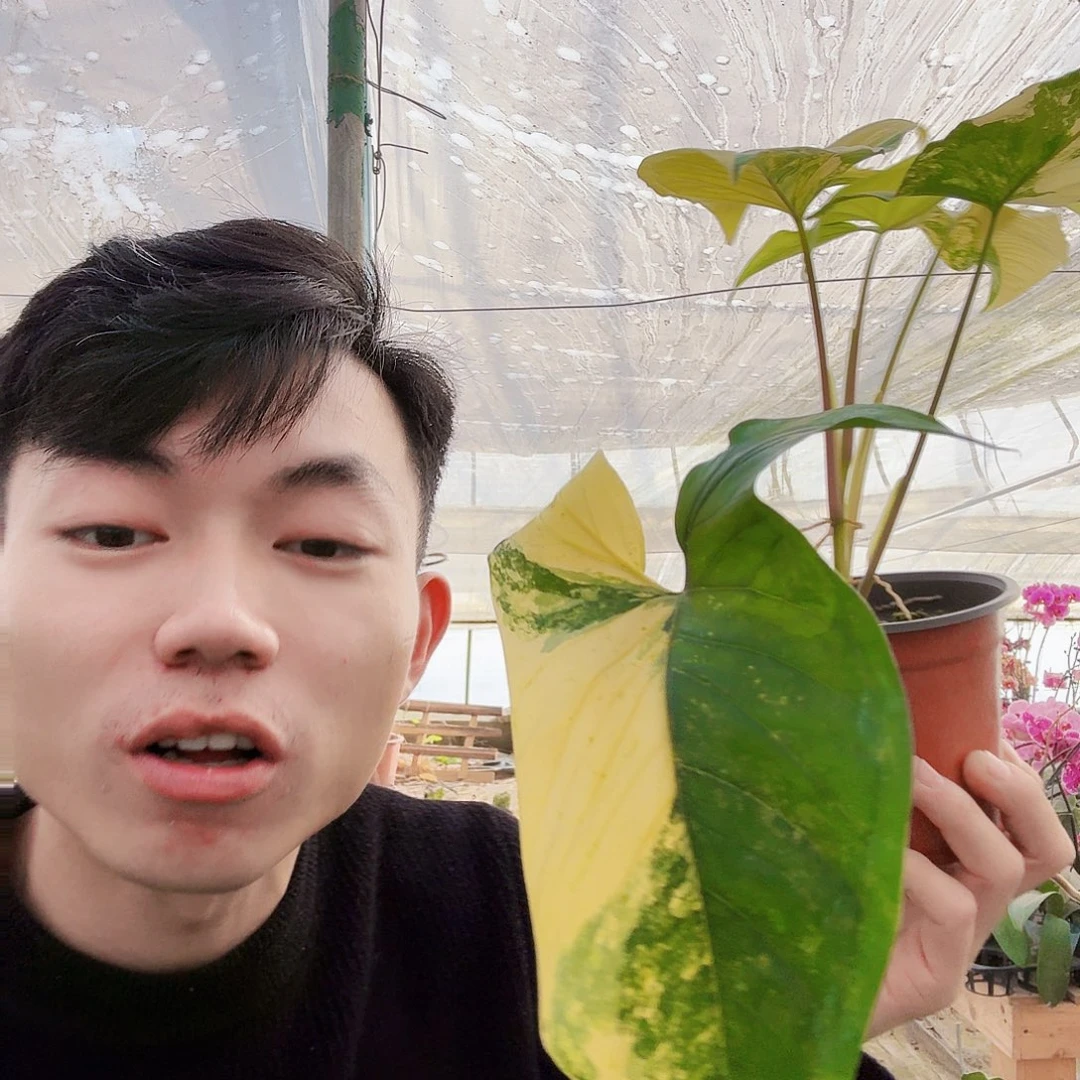 完全开放黄锦合果芋一棵