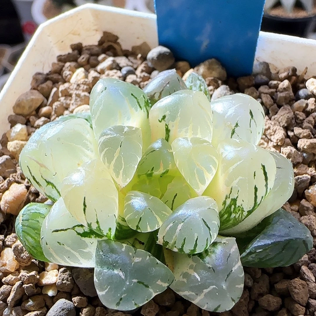 67号冰灯玉露锦一物一拍