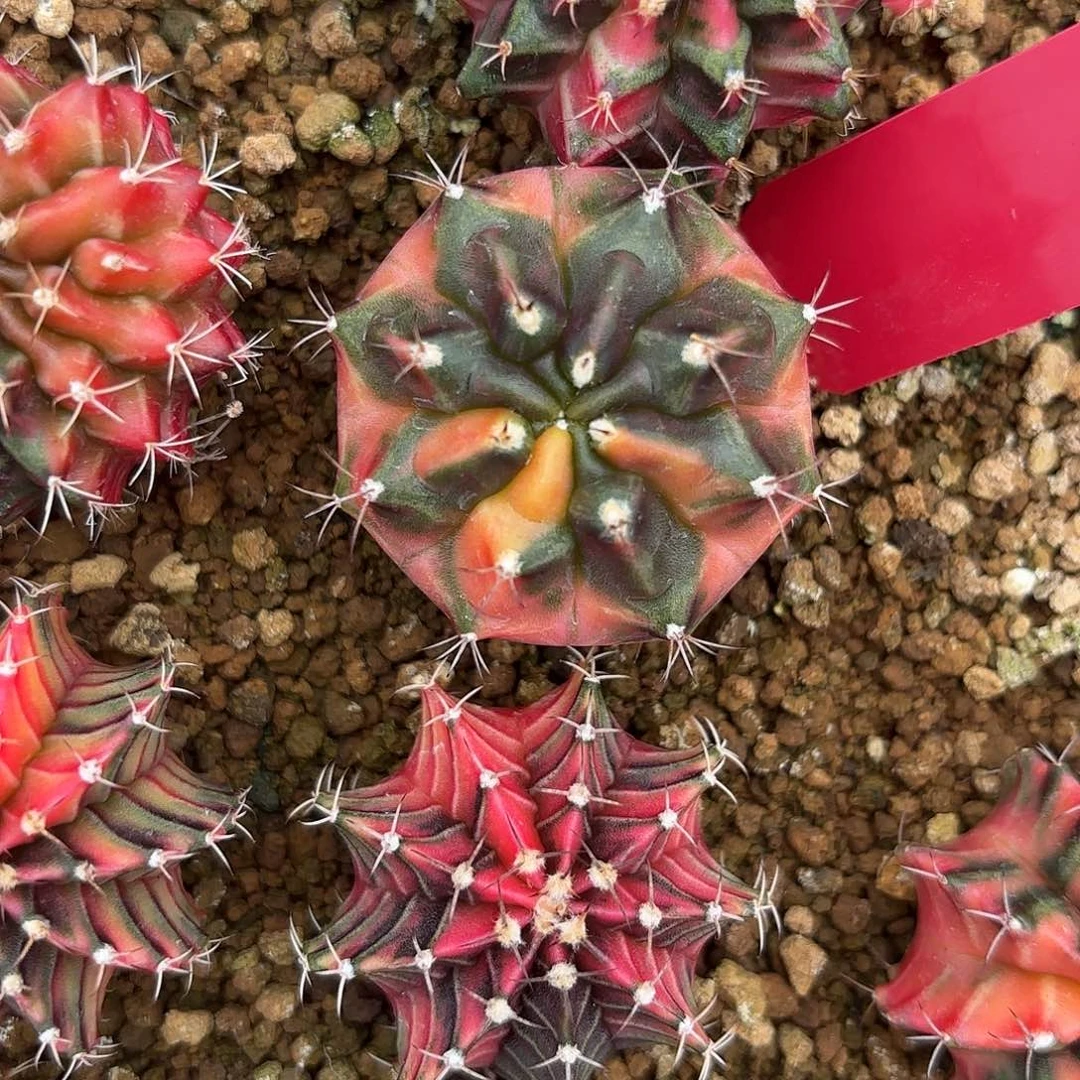 214-0902泰国发货 秋天