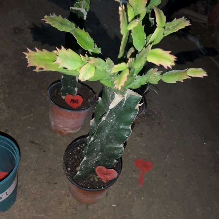 弹***痕当前无花栽培后可以开花067  1305