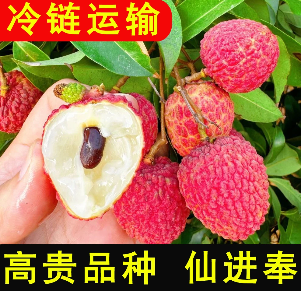 [圆通/中通冷运]名贵荔枝仙进奉 新鲜现摘核小肉厚净重1-4.5斤