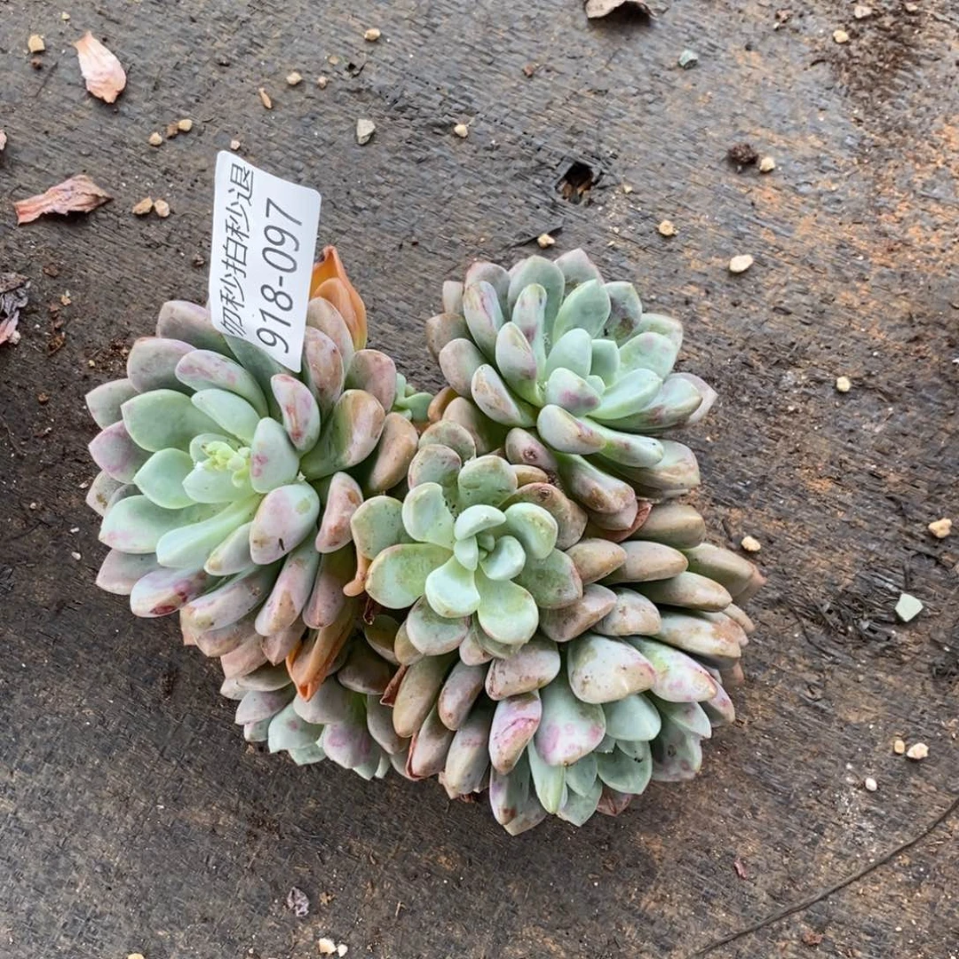 勿秒拍秒退 918-097花瓣路