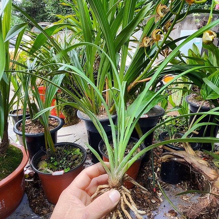 当前无花栽培后可以开花