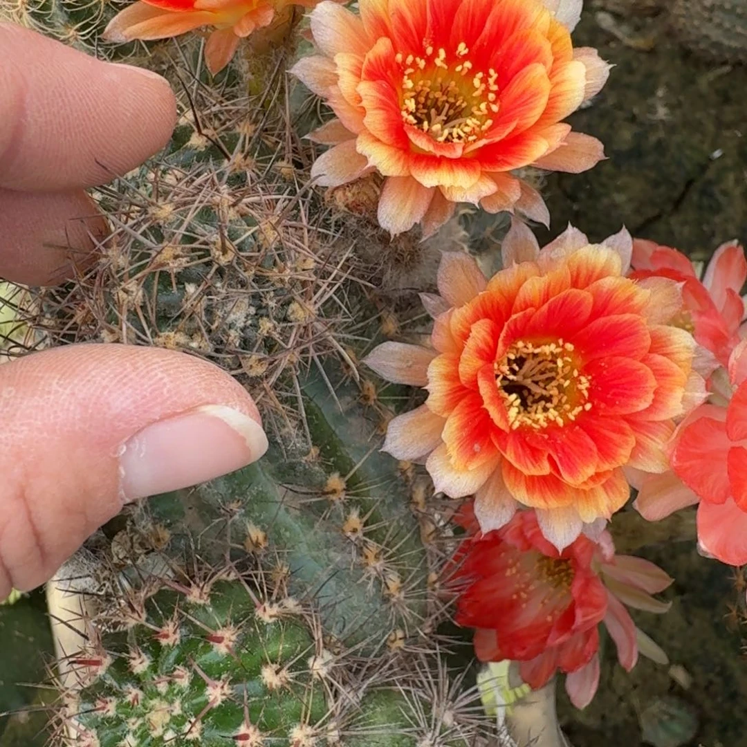 249丽花新品丽花歪无根侧牙很小3公分左右，20包邮