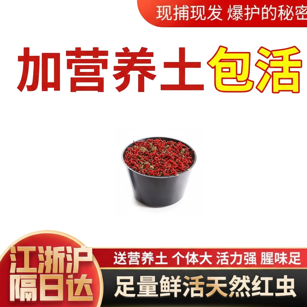 【营养土混装】红虫带土混装活饵特大号钓鱼饵料活體鲜活鱼食适用