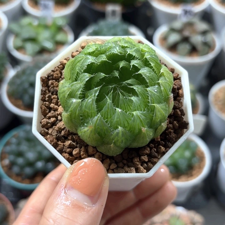 樱水晶白盘多肉植物