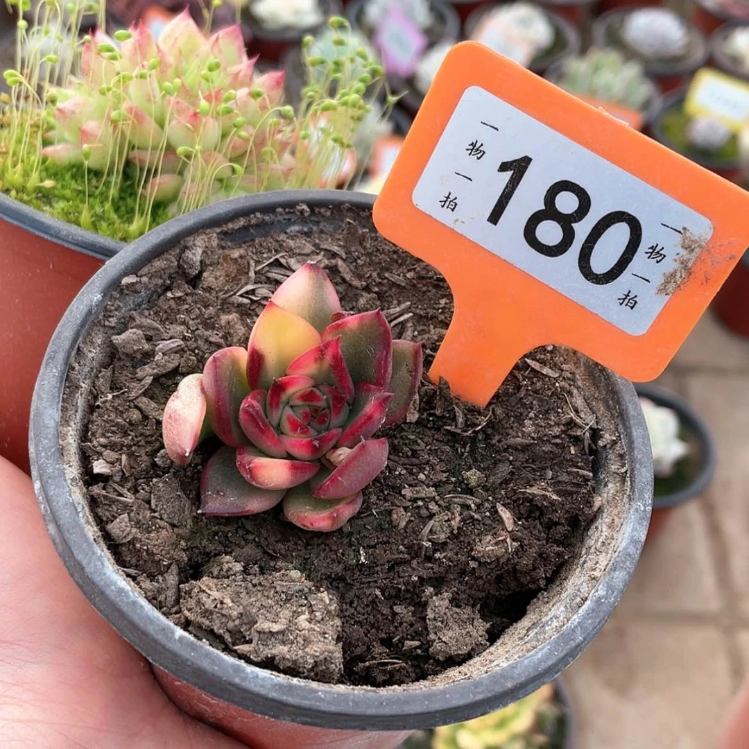 【闪购商品】劳****了180号