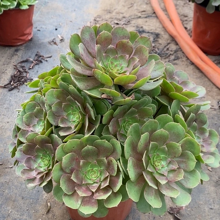 万圣节多肉植物32