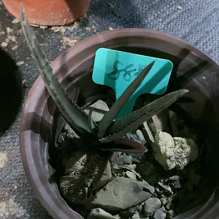 【闪购商品】无花朵黑太刀芦荟