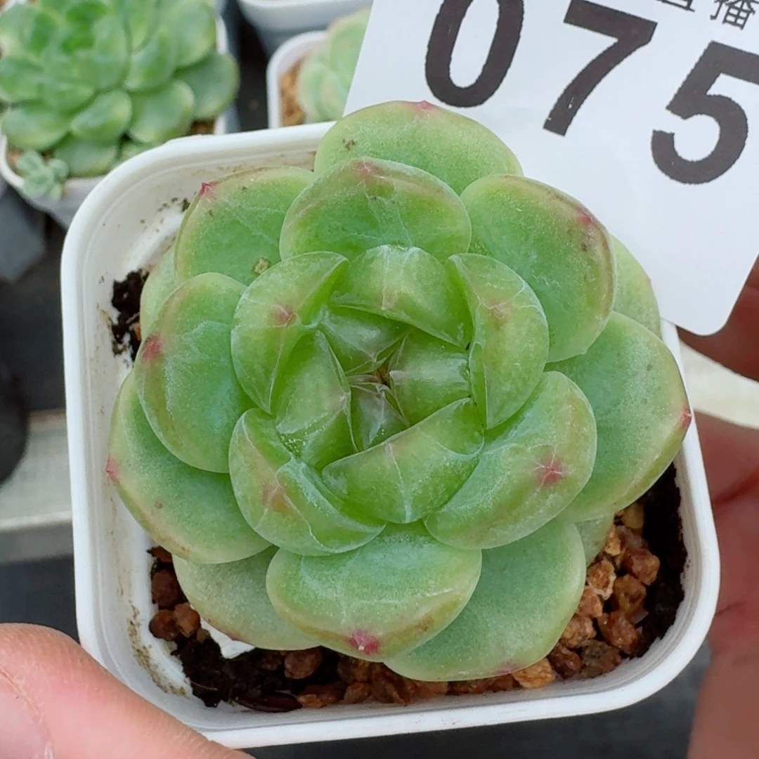 绿体珍妮            精美多肉植物