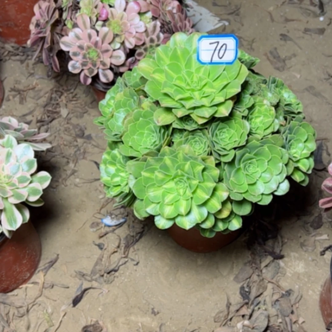 【闪购商品】马****芳翡翠70