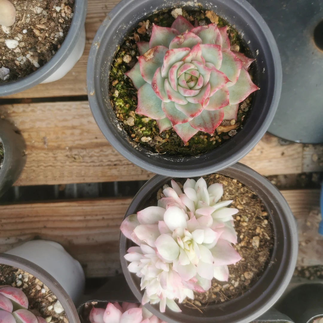 蓝安娜锦缀化惊鸿仙子多肉植物