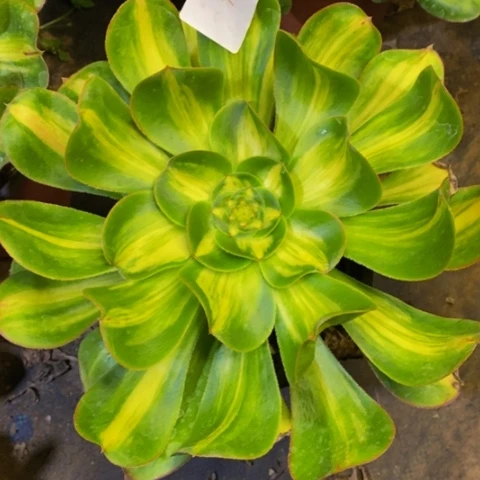 暴君多肉植物2712