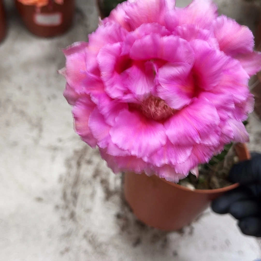 彩草85号7公分左右柱