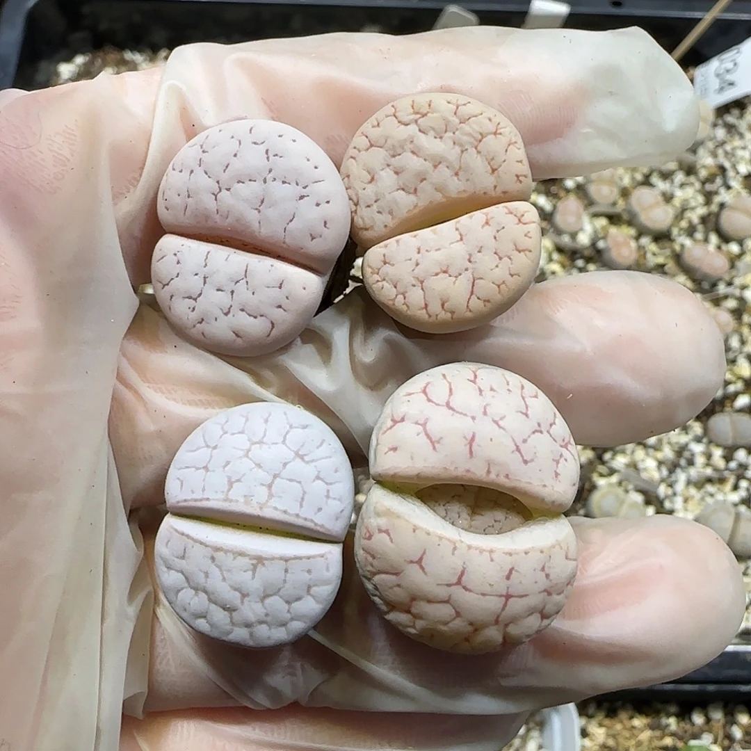 11.21。一爪子捡漏。8051