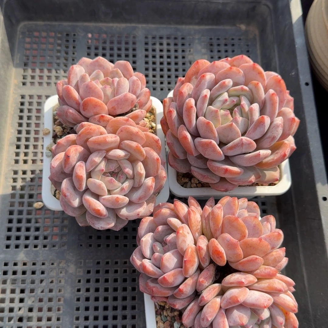 开播福利，专拍链接。