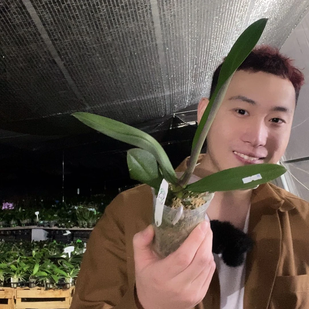 无花朵大婚纱蝴蝶兰