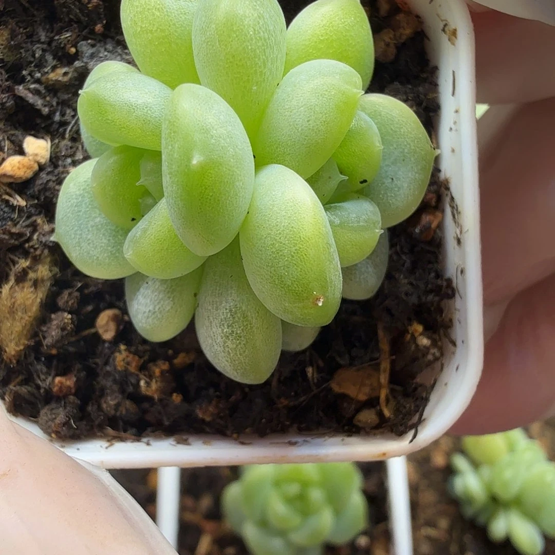 楼兰甜心一物一拍