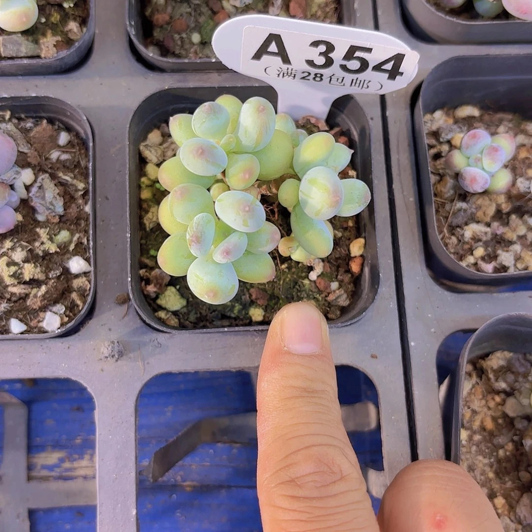 A354苹果奶一物一拍