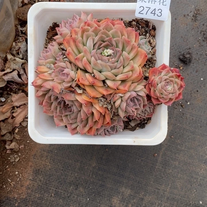 T****2精品多肉植物2743