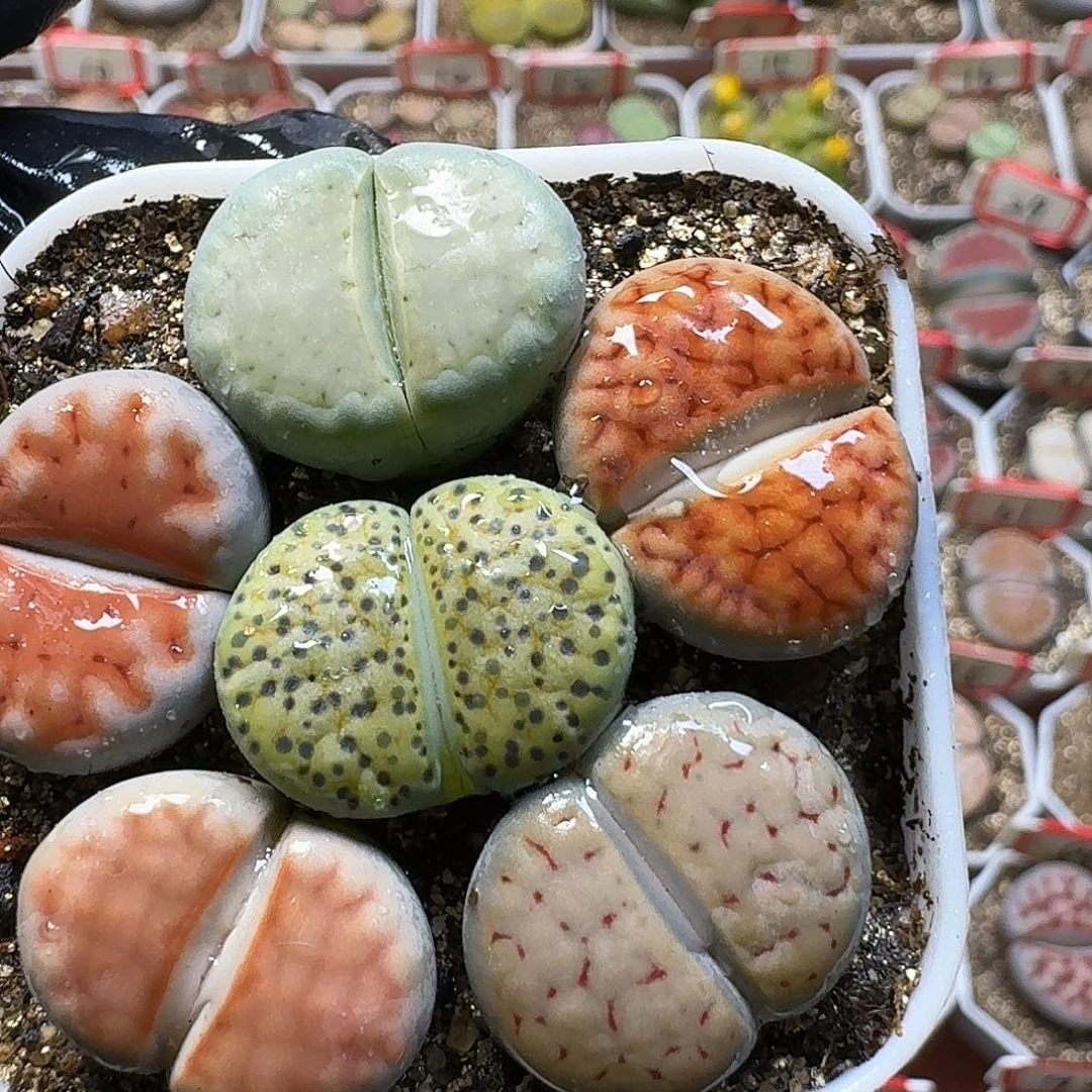 生石花3:：。在。 21