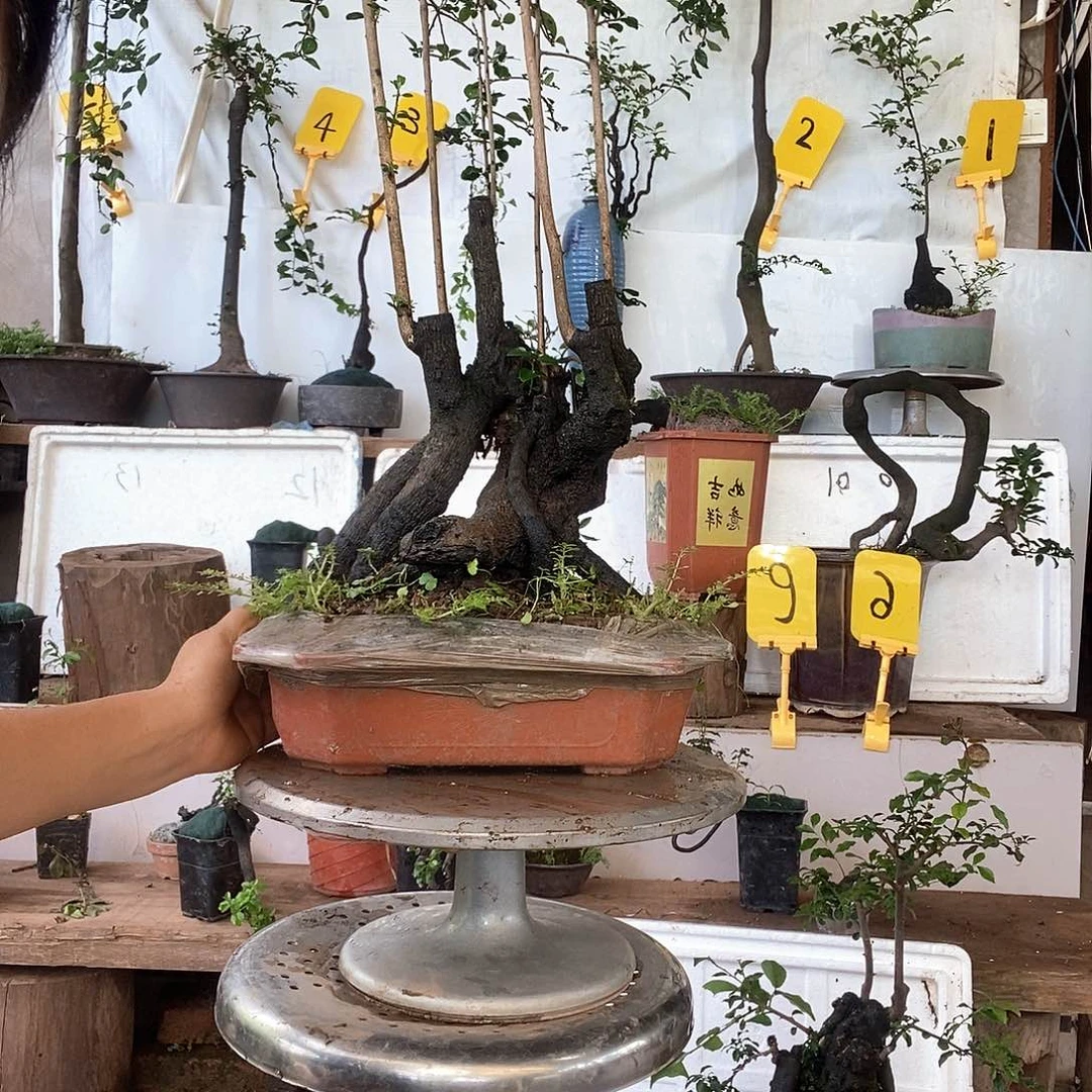 当前无花栽培后可以开花金弹子12344678