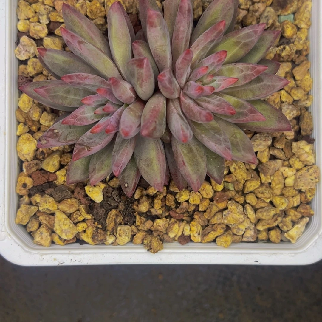 鱼****鱼姐 虞美人 寄养