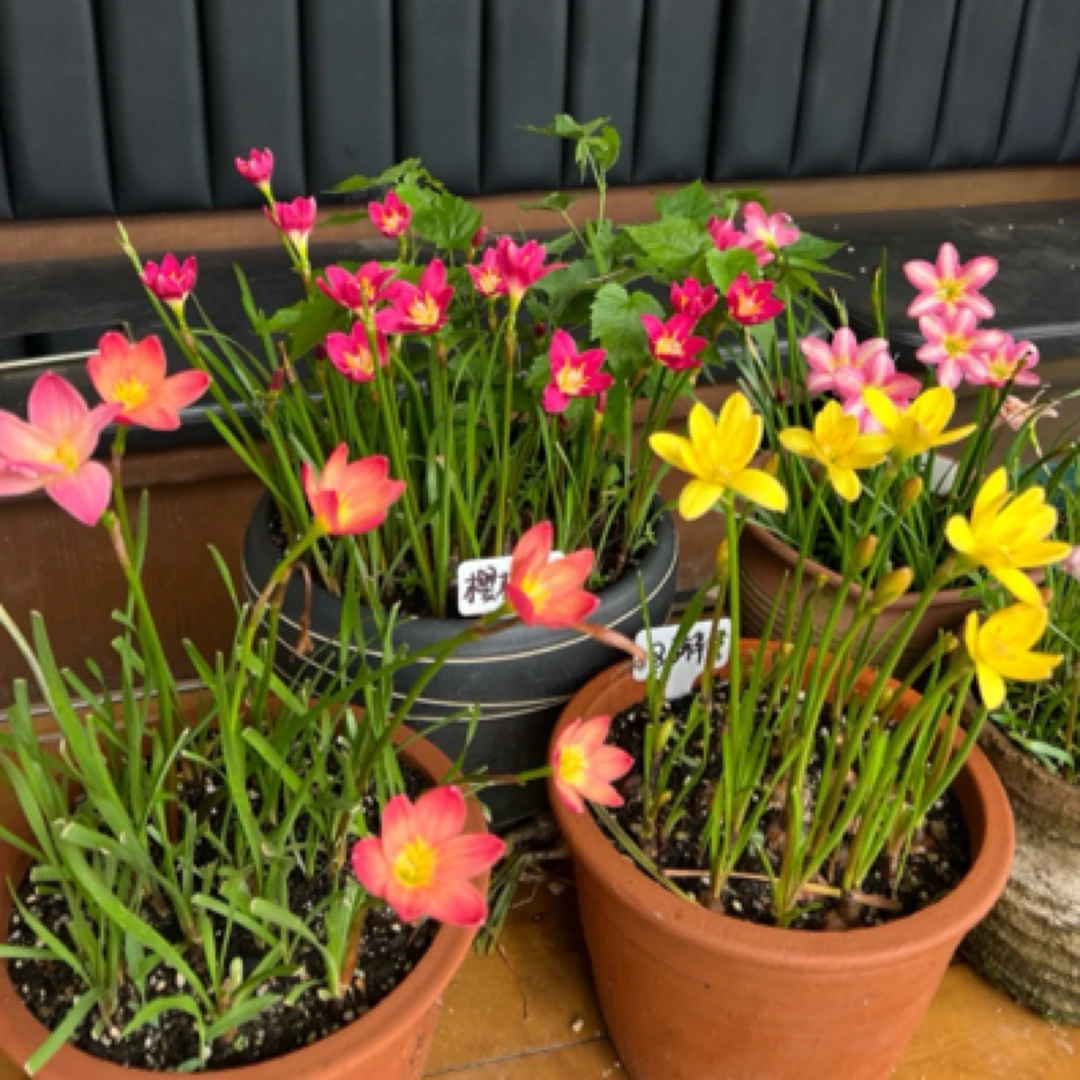 满18包邮      风雨兰重瓣拉风韭菜兰鲁浩宁胖丽丽拉风忠诚的魅力