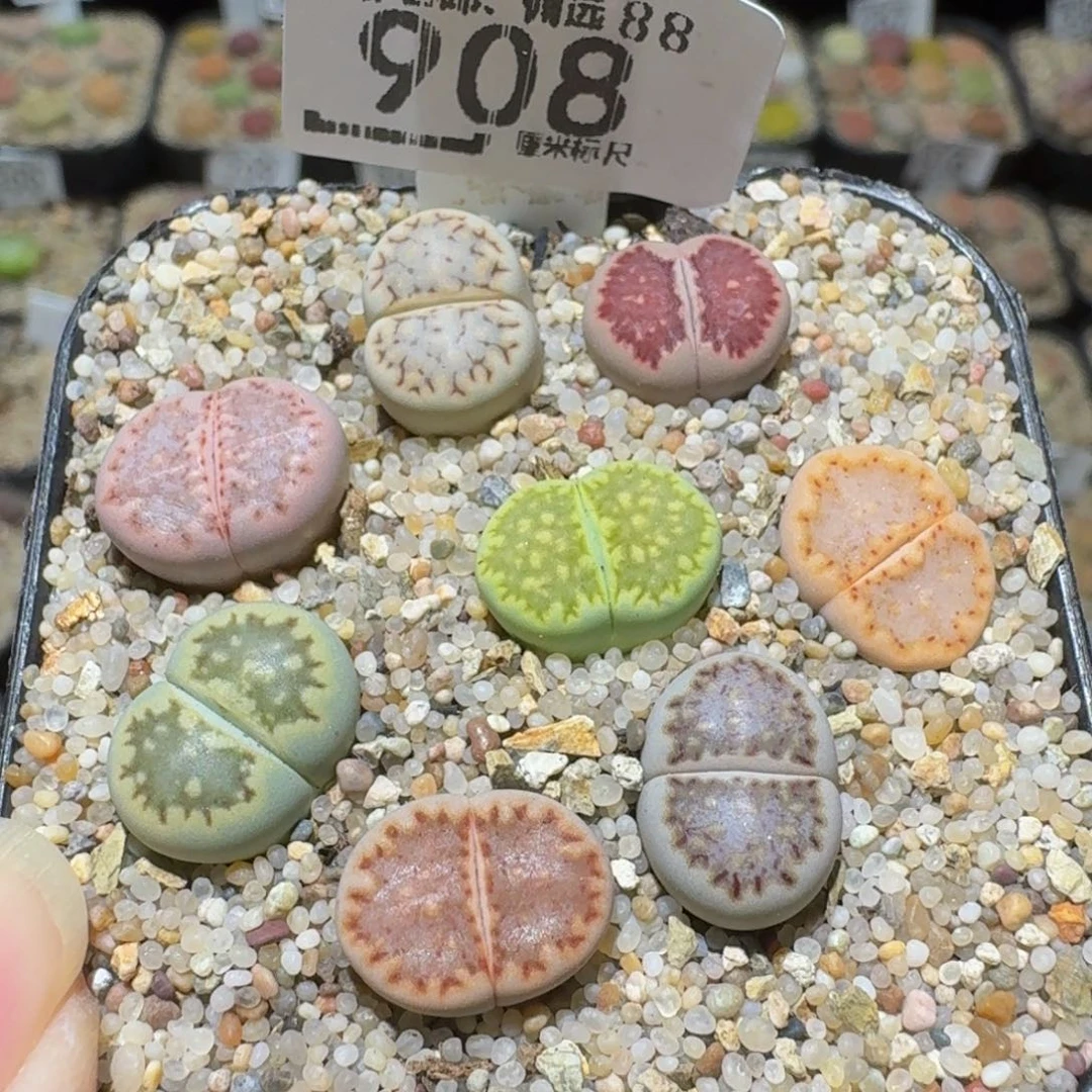 Ssss精品生石花908