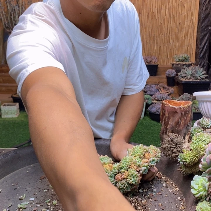 *****76 号白胖子多肉植物